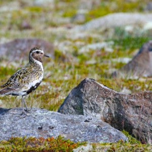 Golden plover / Pluvier Doré © Philippe Patay