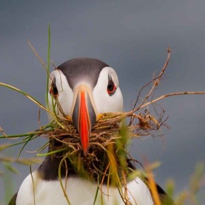 Macareux moine / Atlantic Puffin