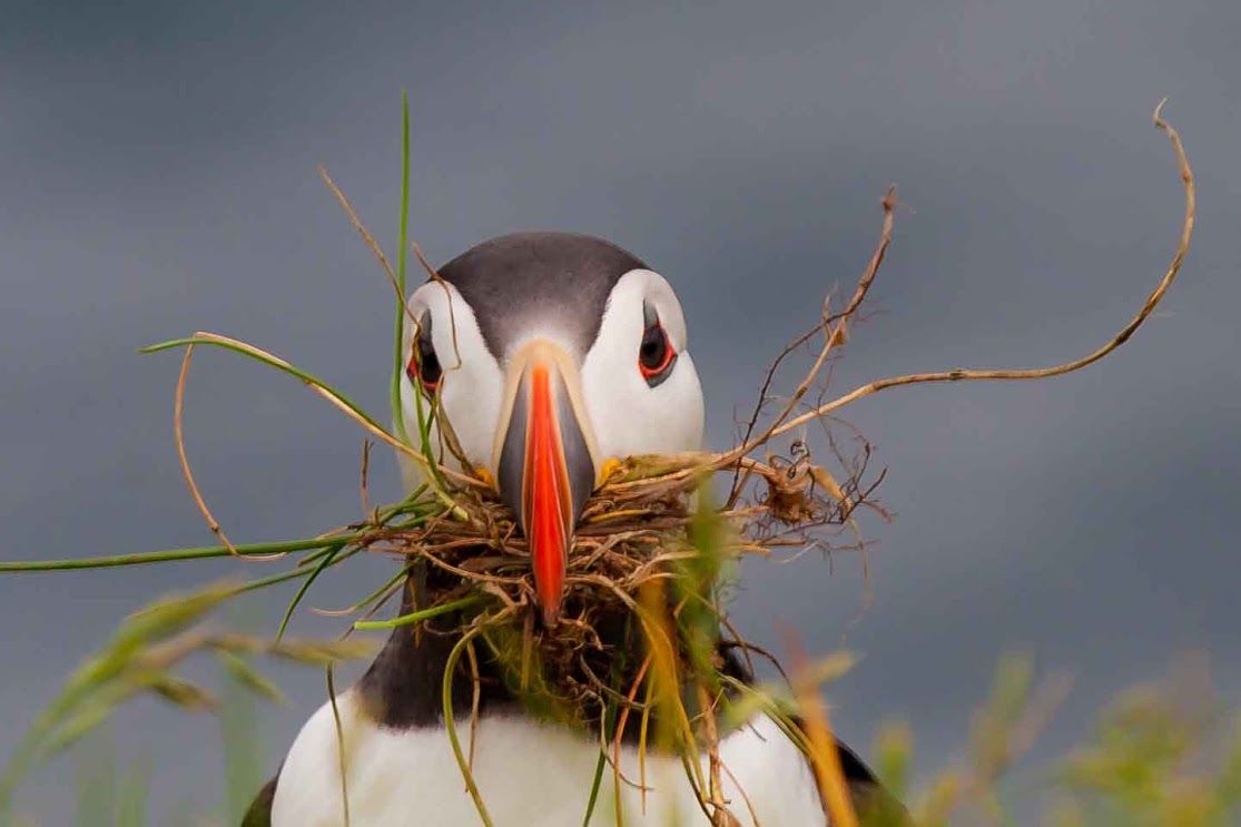 Macareux moine / Atlantic Puffin