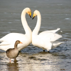 Whooper-swan / Cygne sauvage © Philippe Patay