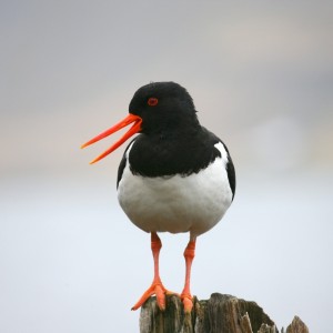 Islande oiseaux huitrier pie