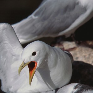 Kitiwake - Mouette tridactyle © Philippe Patay