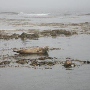 © Fjallabak Iceland Trekking - Seal on the rocks