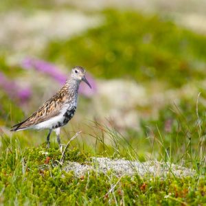 Un bécasseau en Islande