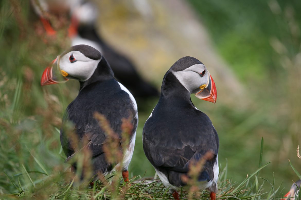 couple de Macareux