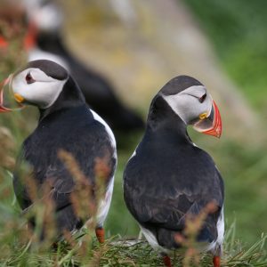 couple de Macareux