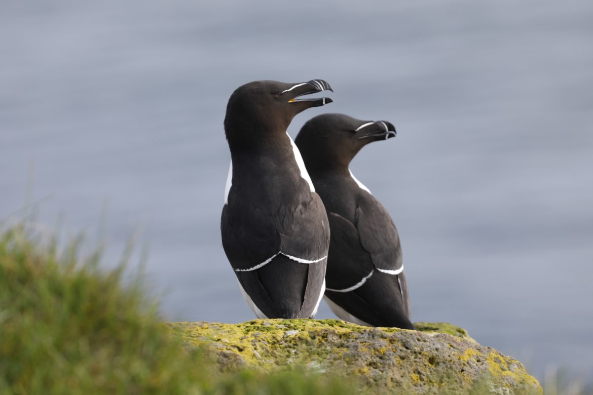 Razorbill-Pingouintorda