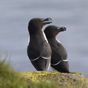 razorbill-pingouintorda