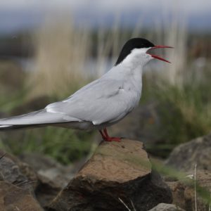 Arctic-Tern