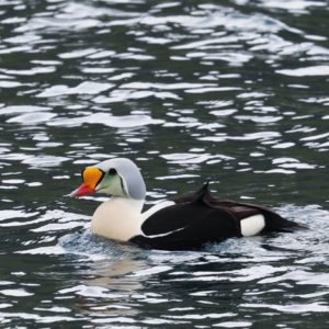 Eider à tête grise