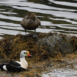 Eider à tête grise