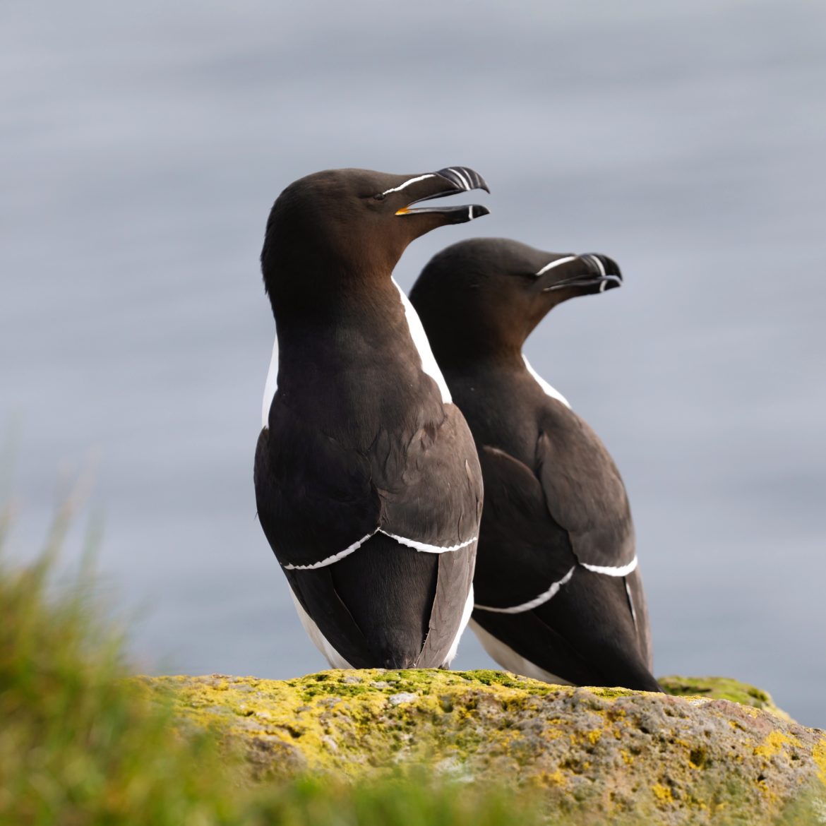 Razorbill (Alka torda) Petit Pingouin ©Philippe Patay