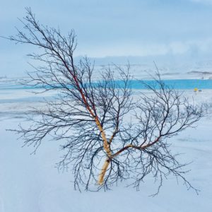 Bouleau nain / Betula Nana or Dwarf birch ©Philippe Patay