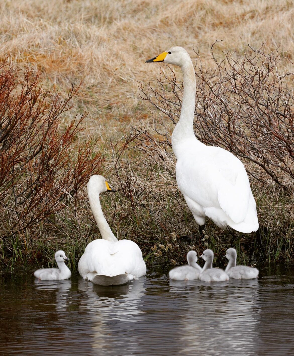 Cygne sauvage / Whooper swan