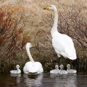 Cygne sauvage - Whooper swan