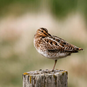 Common snipe / Bécassine des marais © Philippe Patay