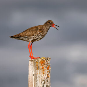 Chevalier gambette / Redshank © Philippe Patay