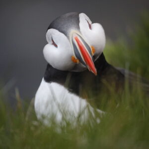 Macareux moine / Atlantic Puffin © Philippe Patay