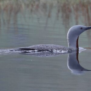 Plongeon catmarin / Red-throated loon © Philippe Patay